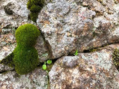 Stone with moss. Stock Photos