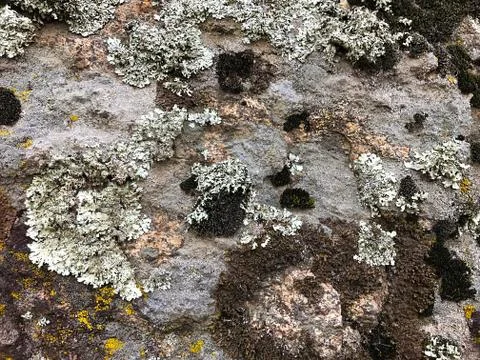 Stone with moss. Stock Photos