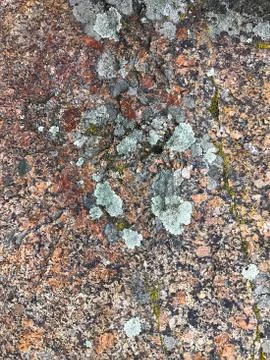 Stone with moss. Stock Photos