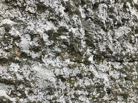 Stone with moss. Stock Photos