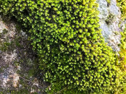Stone with moss. Stock Photos