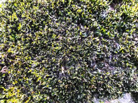 Stone with moss. Stock Photos