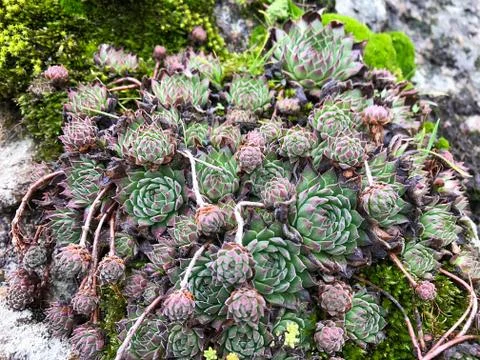 Stone with moss. Stock Photos