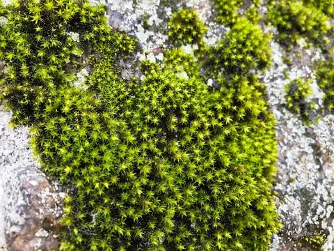 Stone with moss. Stock Photos