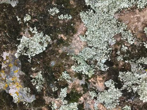 Stone with moss. Stock Photos