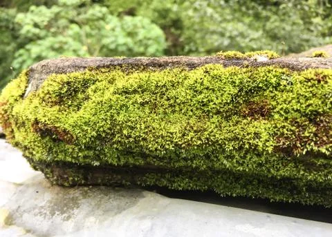 Stone moss. 写真素材