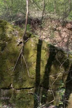Stone with moss. Stock Photos