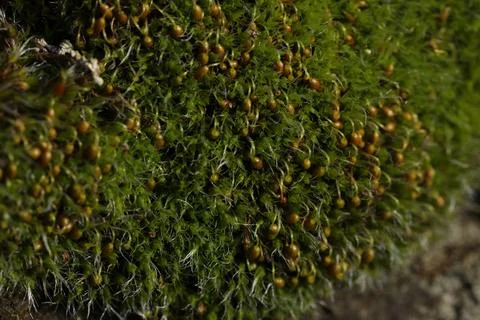 Stone with moss in spring time. Macrophotography of moss. Close up Stock Photos