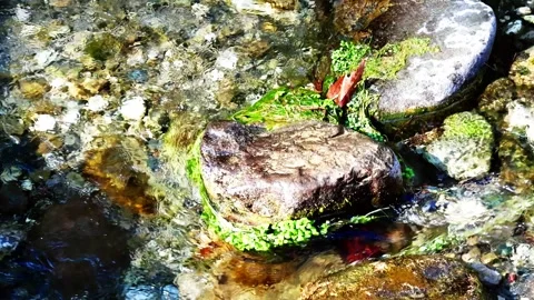 Stone in mountain stream close-up Stock Footage 253334428