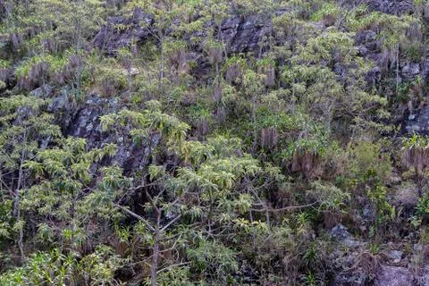 Stone mountainside with trees - horizontal Stock Photos