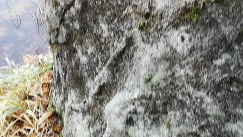 Stone Museum. Mosėdis Stock Footage 167559638