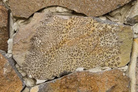 Stone with natural pattern. Stock Photos