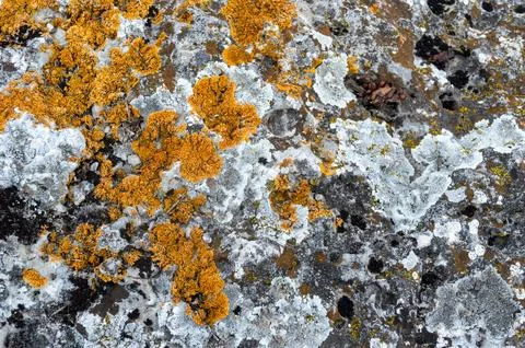 Stone in nature with a beautiful pattern Stock Photos