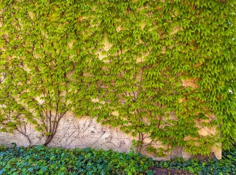 A stone or plastered wall completely covered by a climbing plant Stock Photos