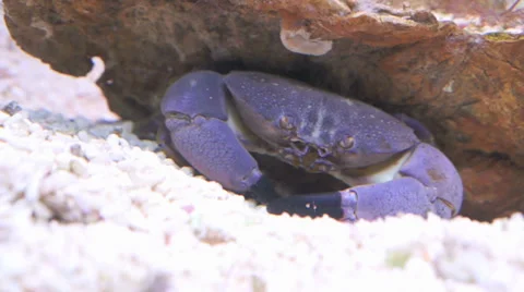 The Stone or Thunder Crab Stock Footage 32325844