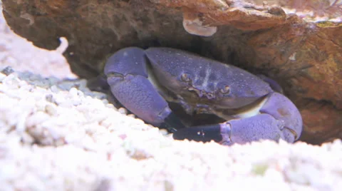 The Stone or Thunder Crab (Myomenippe Hardwickii) resting under the coral. Stock Footage 32325412