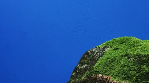 Stone overgrown with moss in the forest on a blue screen Stock Footage 304902162