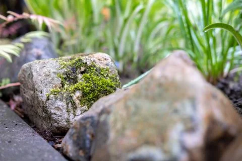 Stone overgrown with moss. Stock Photos