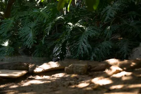 Stone Palm Stock Photos