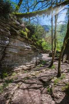 Stone path among moss-covered tree trunks, white walls of rocks. Stock Photos