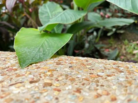 Stone path and green leaf in the background of the garden. Desktop wallpaper. Stock Photos