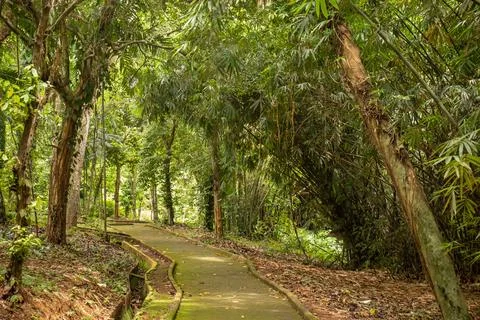 Stone path around the trees in the park Stock Photos
