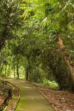 Stone path around the trees in the park Stock Photos