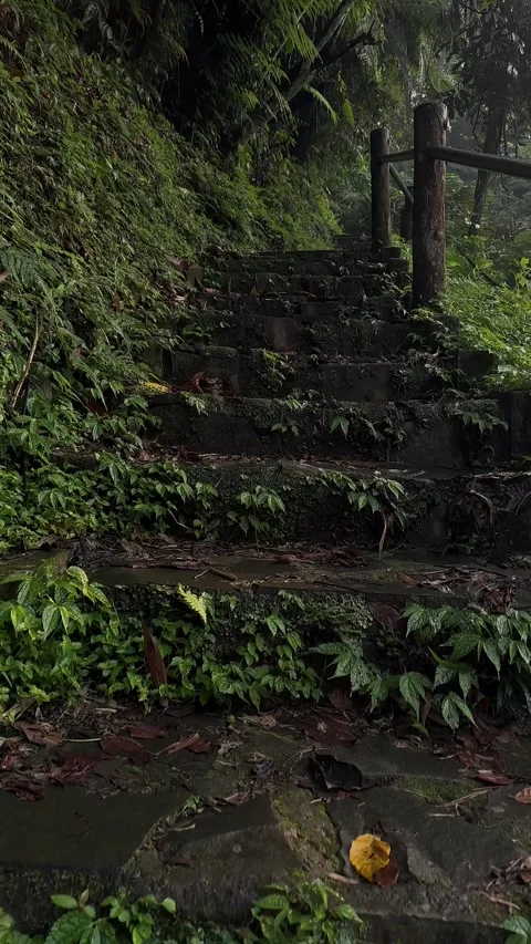 Stone Path Ascending Through Lush Green Jungle, Vertical Shot Stock Footage 321104168