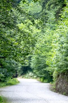 Stone path between the trees Stock Photos
