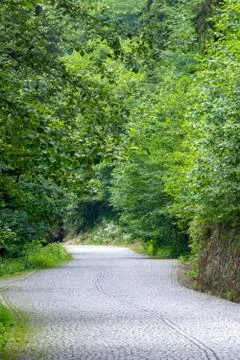 Stone path between the trees Stock Photos
