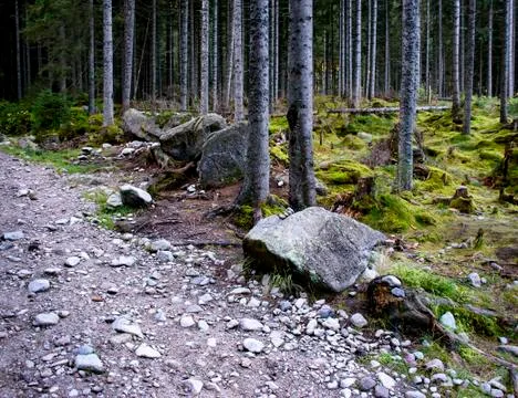 Stone path at the edge of the forest Stock Photos