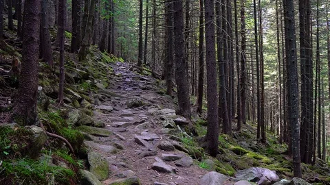 Stone path in a fairy forest Stock Footage 112945947