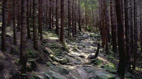 Stone path in a fairy forest Video stock 116429317