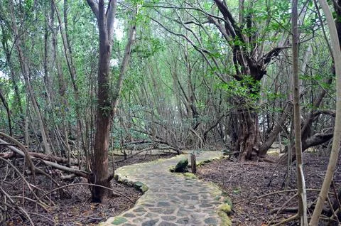 Stone path in the forest Stock Photos
