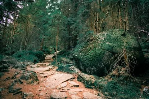 A stone path in forest 스톡 사진