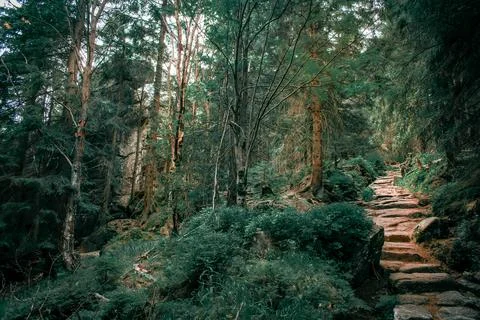 A stone path in forest 스톡 사진