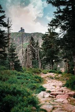 A stone path in forest 스톡 사진