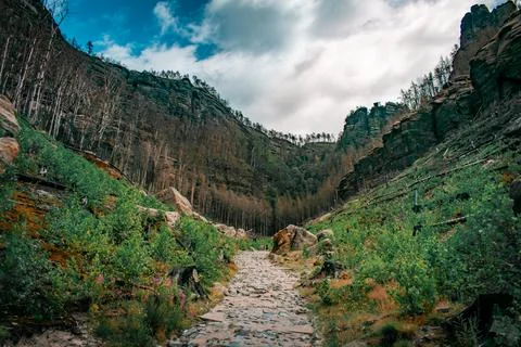 A stone path in forest 스톡 사진