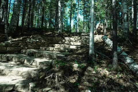 Stone path in the forest with the rays of the sun Stock Photos