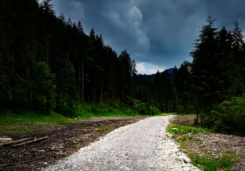 Stone path to the forest before the storm Stock Photos