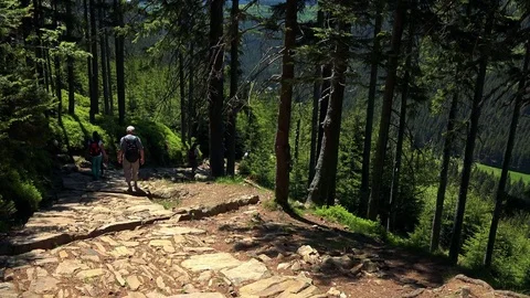 Stone path in the forest with trees and grass around - people walk down - sunny 스톡 동영상 79276828