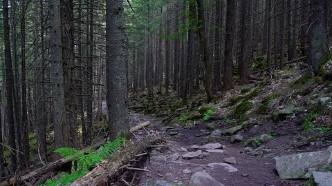 Stone path in the forest with trees Video stock 118267169