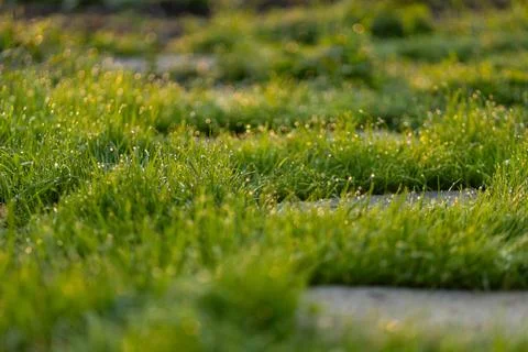 Stone path in the garden Stock Photos