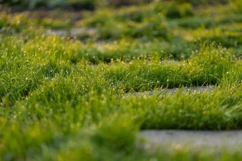 Stone path in the garden Stock Photos