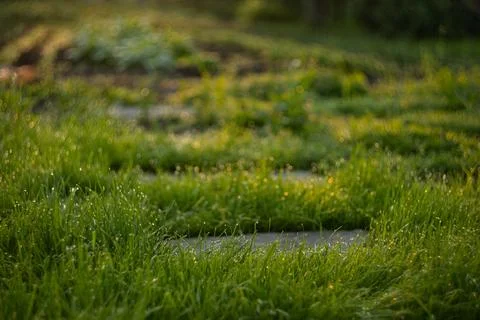 Stone path in the garden Stock Photos
