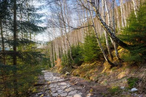 A stone path on a hiking trail in a mountain forest. The stone path runs be.. Photos