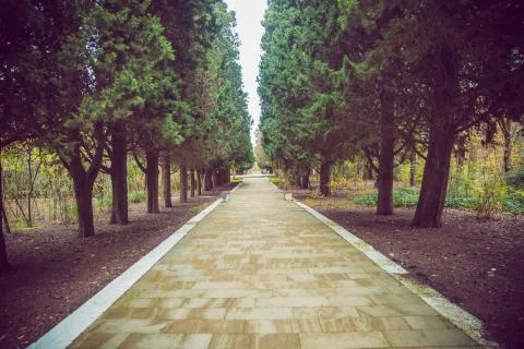 The stone path inside the park . stone path between pine trees . Stock Photos