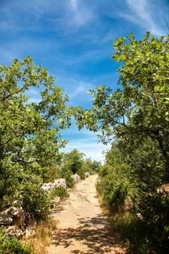 Stone path leading up a mountain between green trees Stock Photos