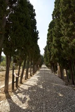 Stone path lined with tall cypress trees Stock Photos