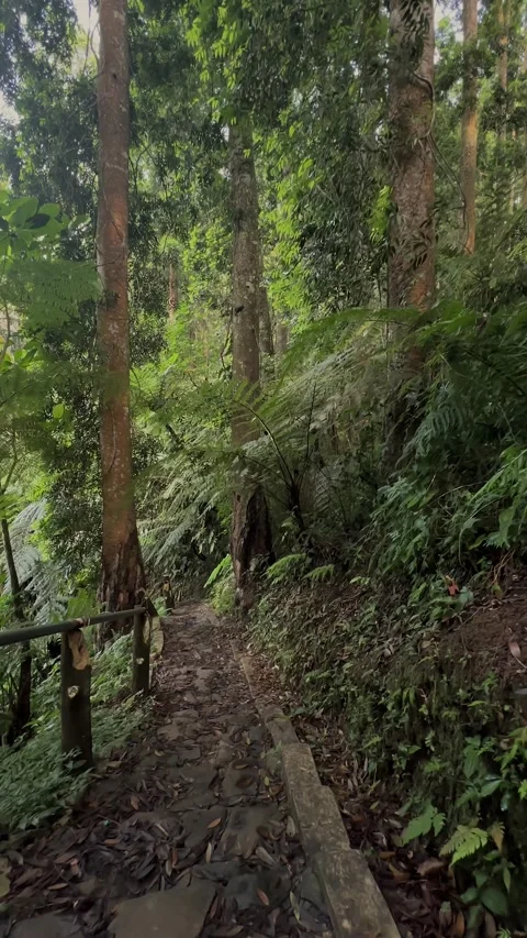 Stone Path in Lush Tropical Forest, Vertical Tracking Shot Stock Footage 321104483